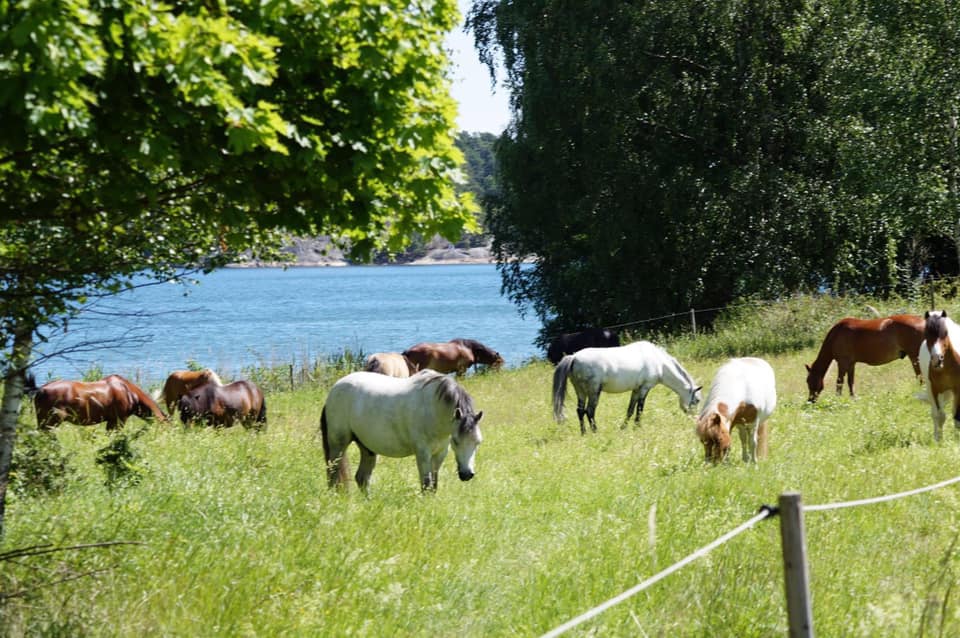 sommaräng med många hästar på ponnystall stockholm