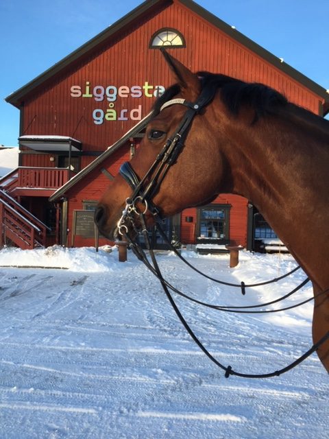brun häst framför siggesta gård