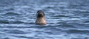 seal safari
