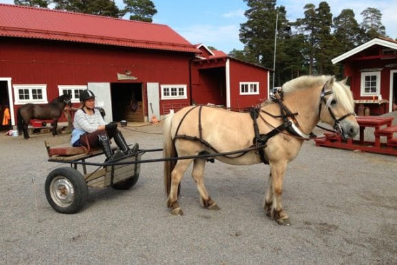 grindahast horse on grinda